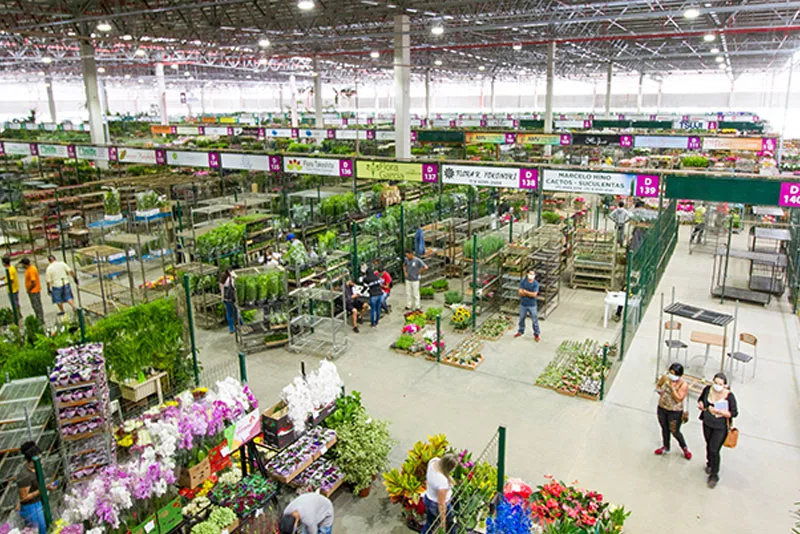 Ceaflor, mercado de flores e plantas ornamentais em Holambra — City Tour CHM Executive Transport