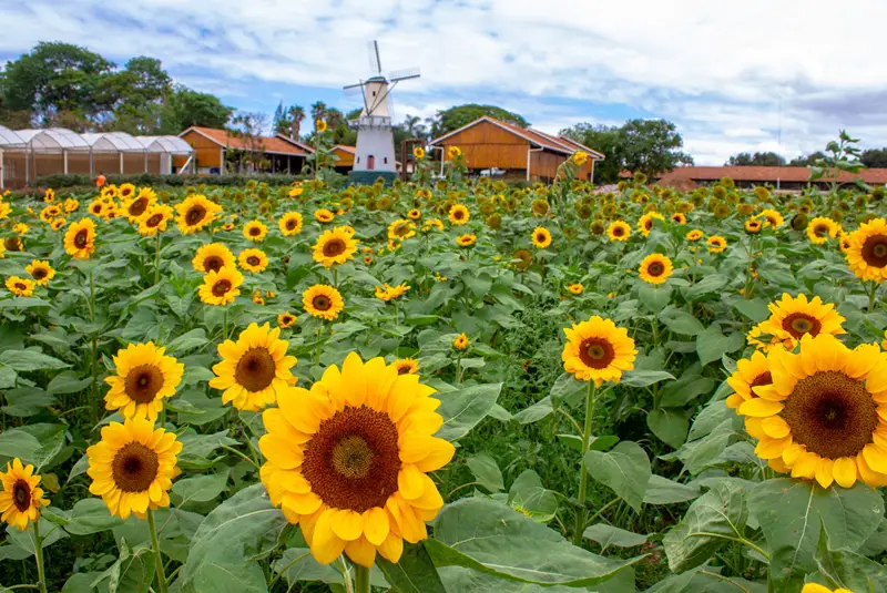Campos de flores de Holambra, a cidade das flores — City Tour CHM Executive Transport